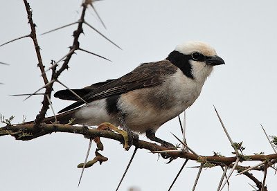 Cendet - Northern White-crowned Shrike (Eurocephalus ruppelli)Buffalo Springs USA